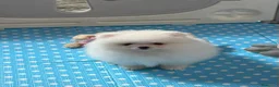 Pomerania perros en venta: Pomerania Toy - Anuncio 1