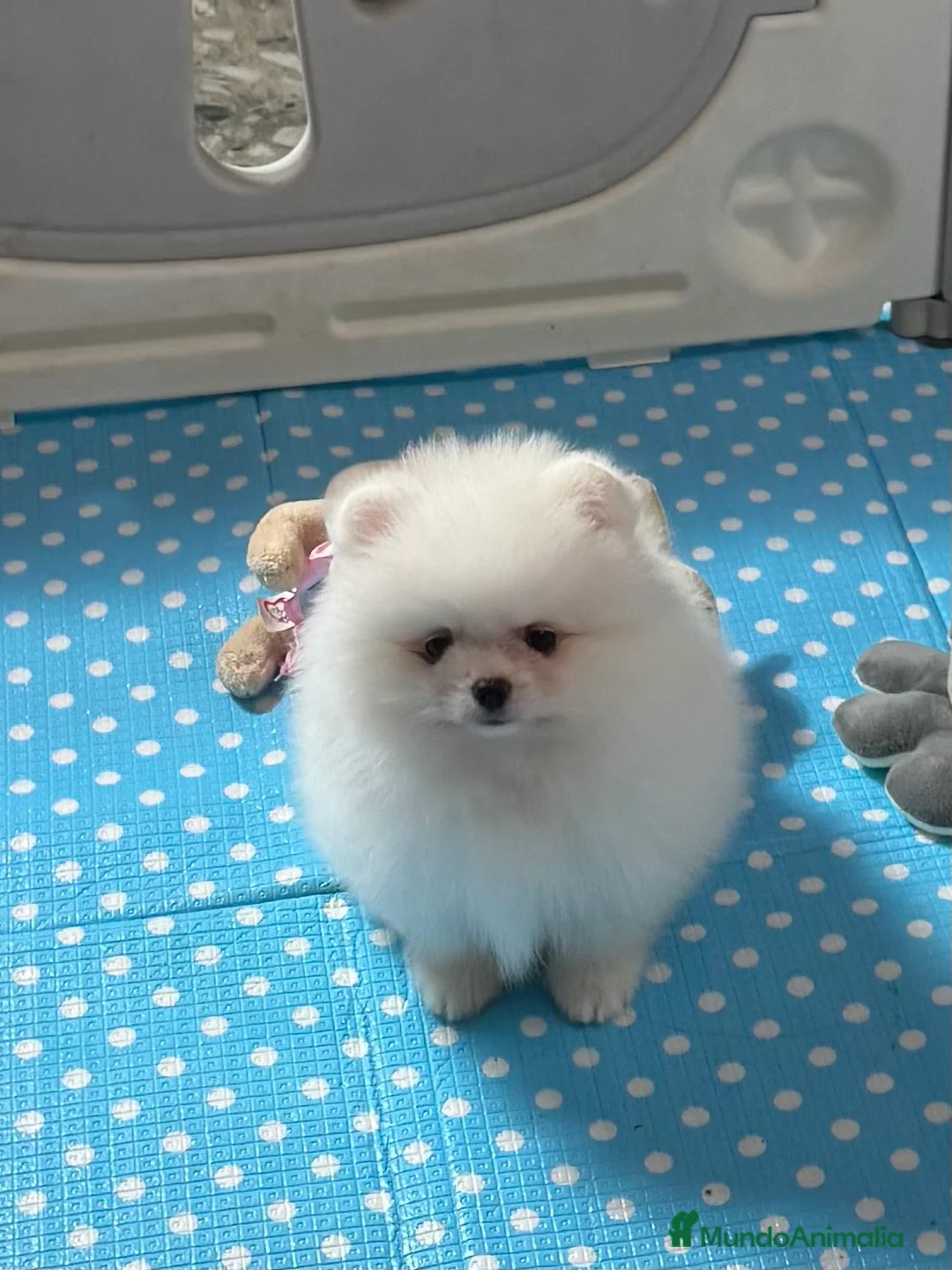 Pomerania perros en venta: Pomerania Toy - Anuncio 1