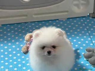 Pomerania perros Pomerania Toy - Anuncio 7