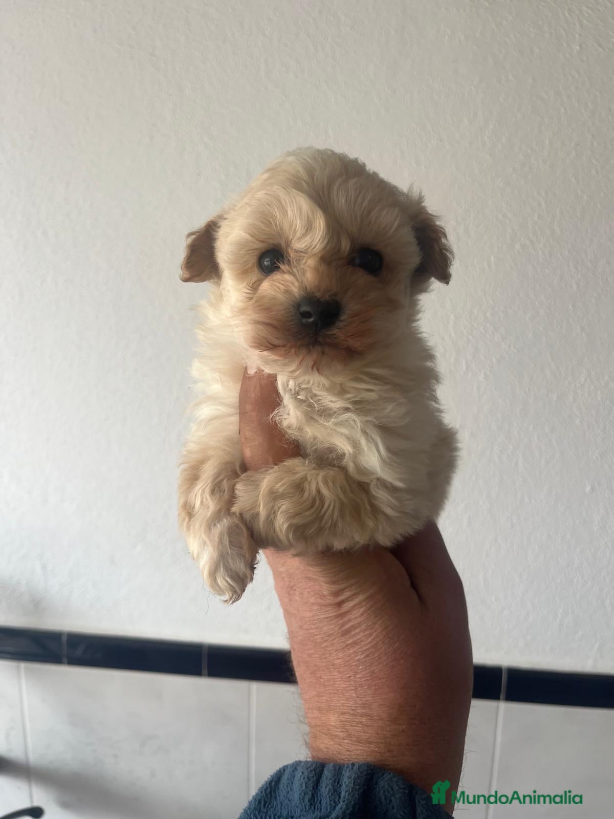 Maltipoo perros Disponible macho maltipoo - Anuncio 2