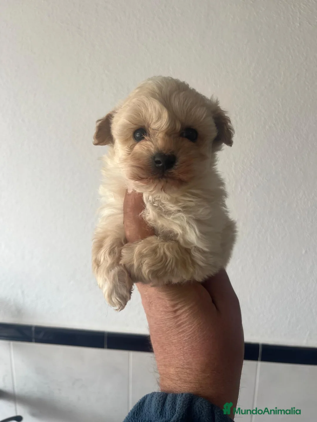 Maltipoo perros en venta: Disponible macho maltipoo - Anuncio 2