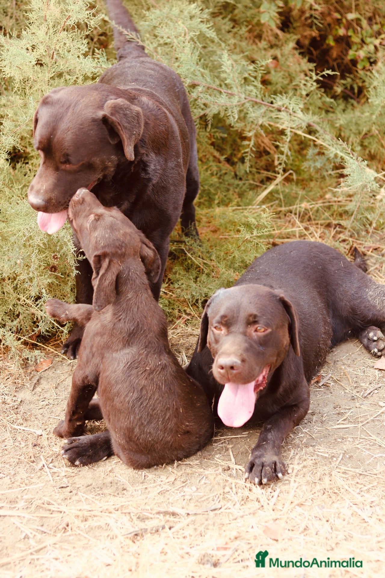 Labrador Retriever perros Dos preciosos cachorros de Labradores Retriever. - Anuncio 1