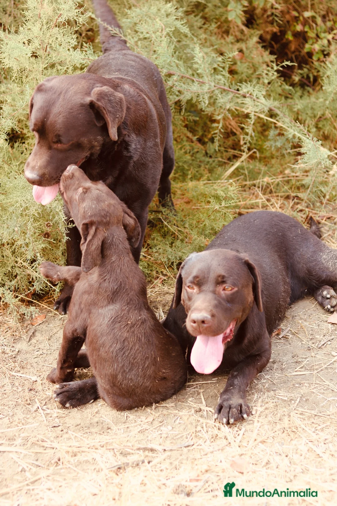 Labrador Retriever perros en venta: Dos preciosos cachorros de Labradores Retriever. - Anuncio 1