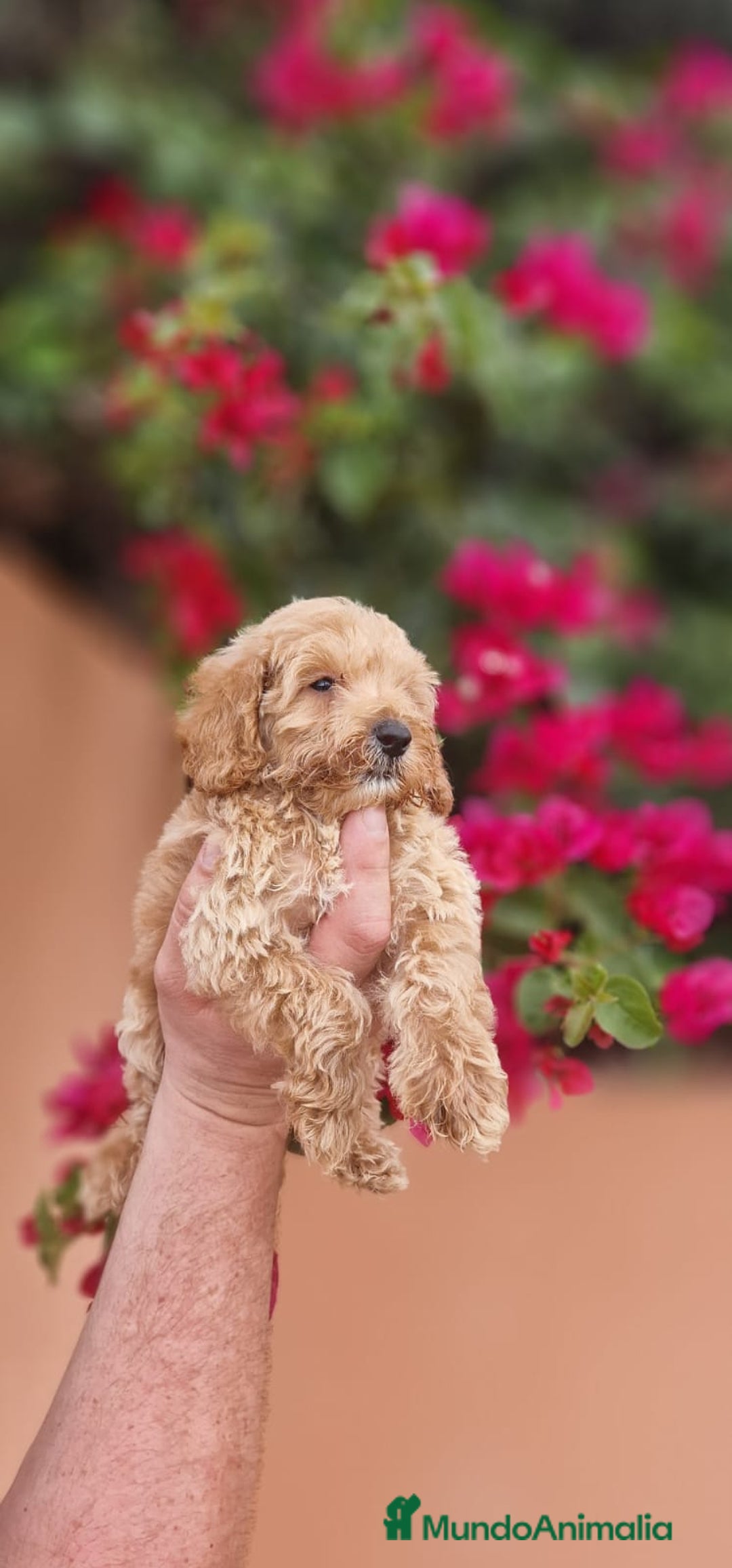 Caniche Toy perros en venta: Caniche macho toy  - Imagen 3