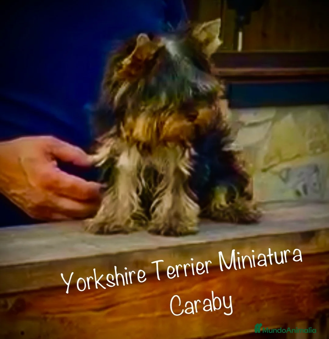 Yorkshire Terrier perros en venta: Yorkshire en Caraby Benidorm  - Anuncio 2