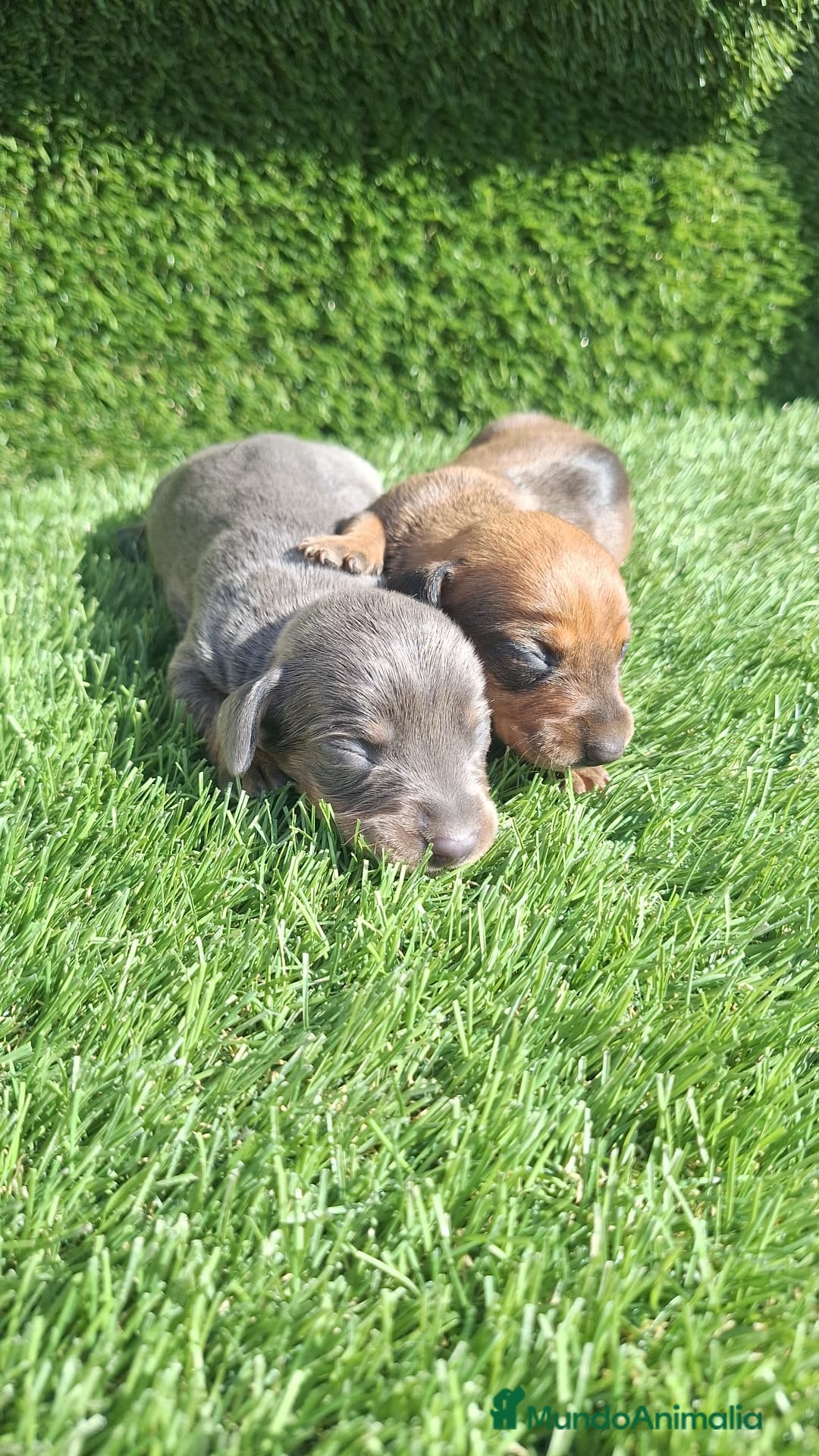 Teckel Miniatura perros Teckel kanichen machos oja seca y Blue  - Anuncio 1