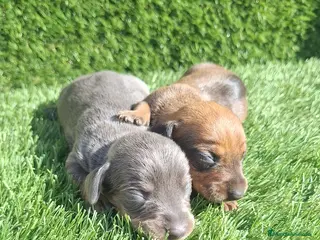 Teckel Miniatura perros Teckel kanichen machos oja seca y Blue - Anuncio 1