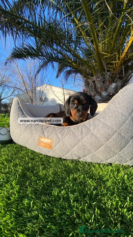 Teckel Miniatura perros BEBE DE TECKEL NEGRO FUEGO - Anuncio 19