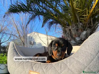 Teckel Miniatura perros BEBE DE TECKEL NEGRO FUEGO - Anuncio 17