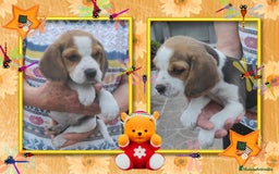 Beagle perros en venta: Camada familiar de beagle, precio real - Imagen 1