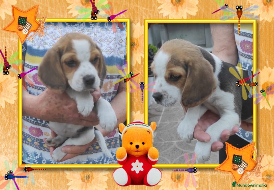 Beagle perros en venta: Camada familiar de beagle, precio real - Imagen 1