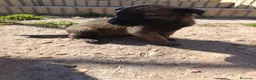 Pastor Belga Malinois perros en venta: Pastor belga malinois de calidad  - Anuncio 6