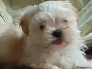 Raza Mixta perros Bichón maltés maltipoo - Anuncio 3