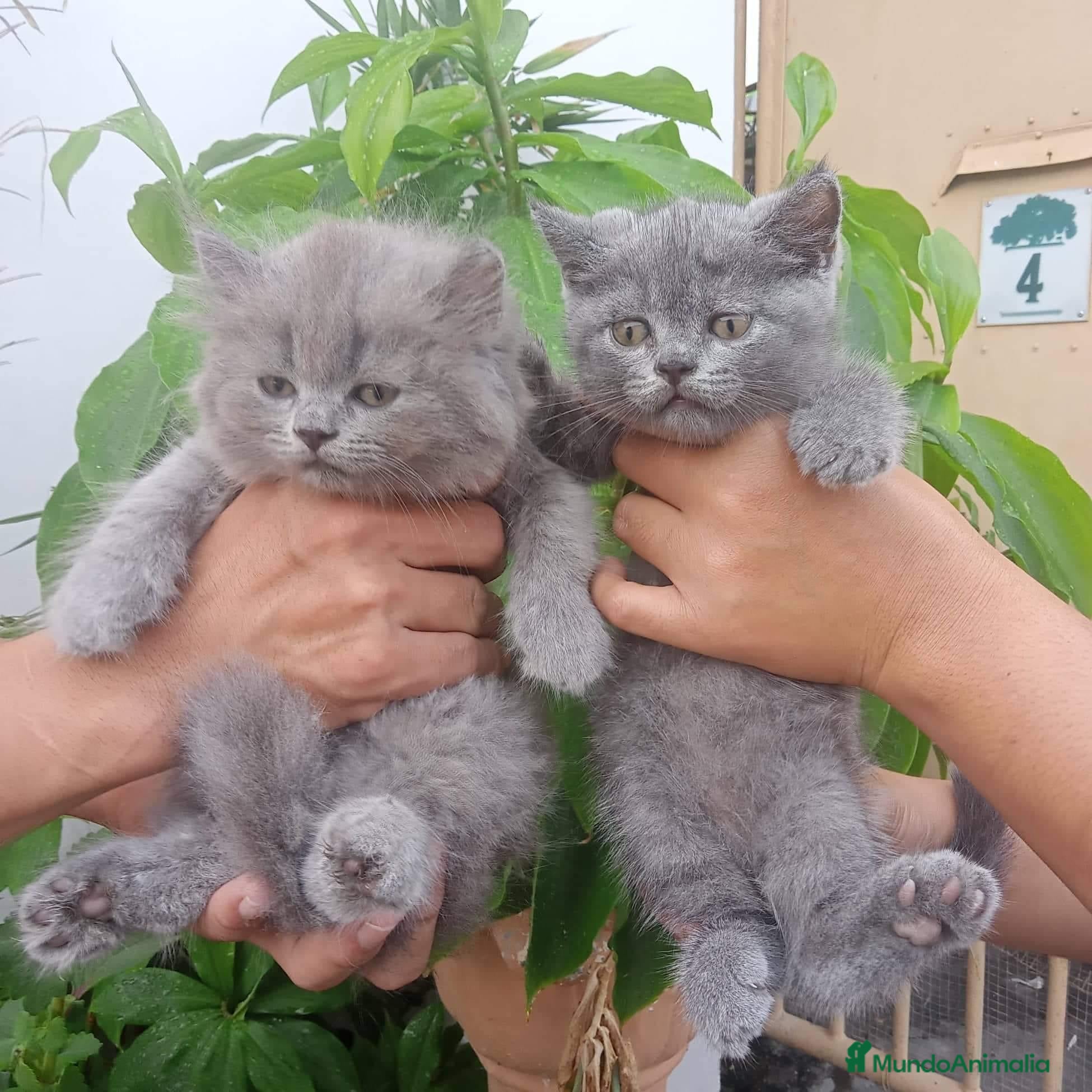 Británico de Pelo Largo gatos british long hair listos para entregar  - Anuncio 4