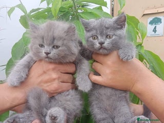 Británico de Pelo Largo gatos british long hair listos para entregar - Anuncio 1