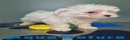 Bichón Maltés perros en venta: Bichon Maltes Hembra 1 AQUANATURA - Anuncio 6