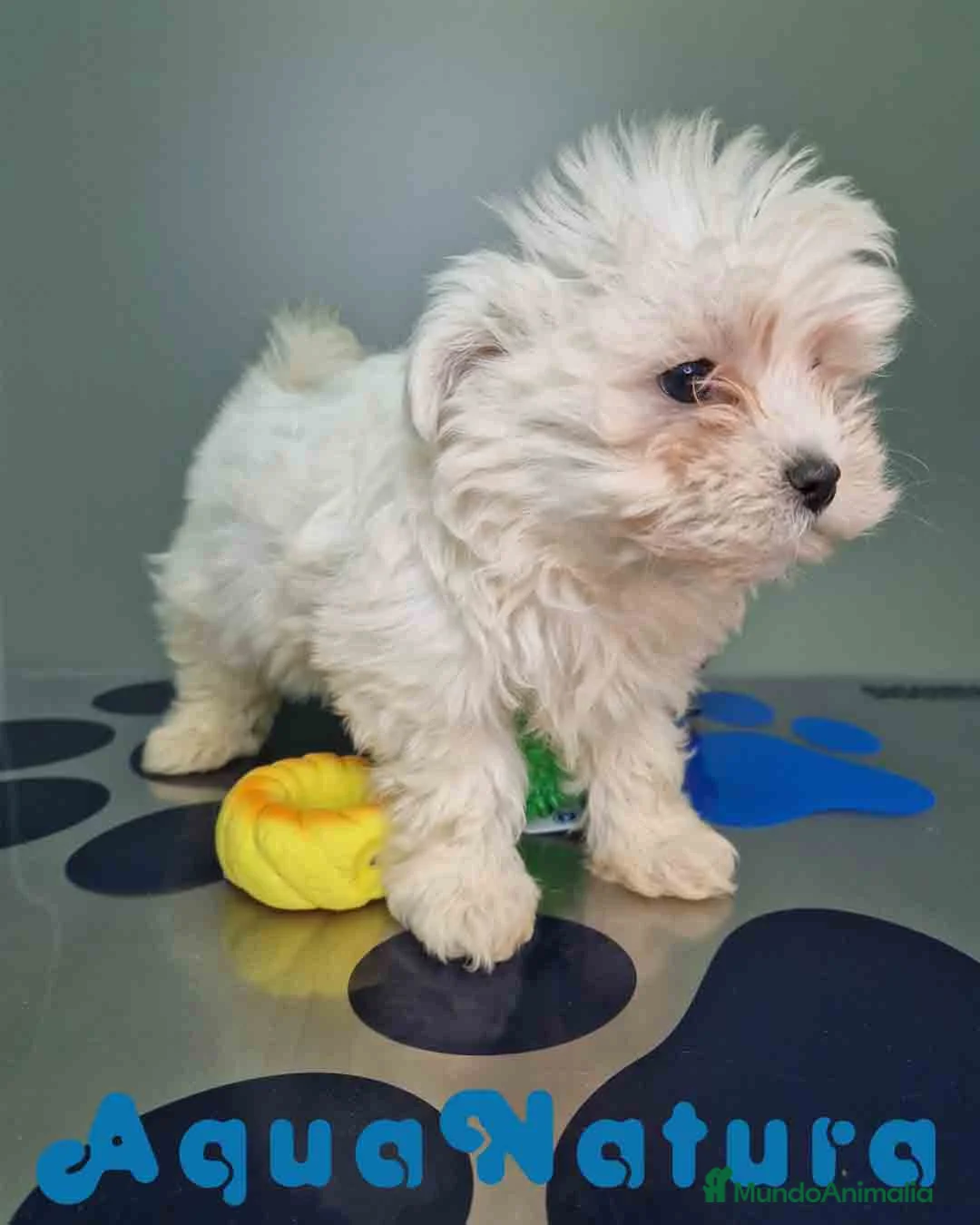 Bichón Maltés perros en venta: Bichon Maltes Hembra 1 AQUANATURA - Anuncio 6