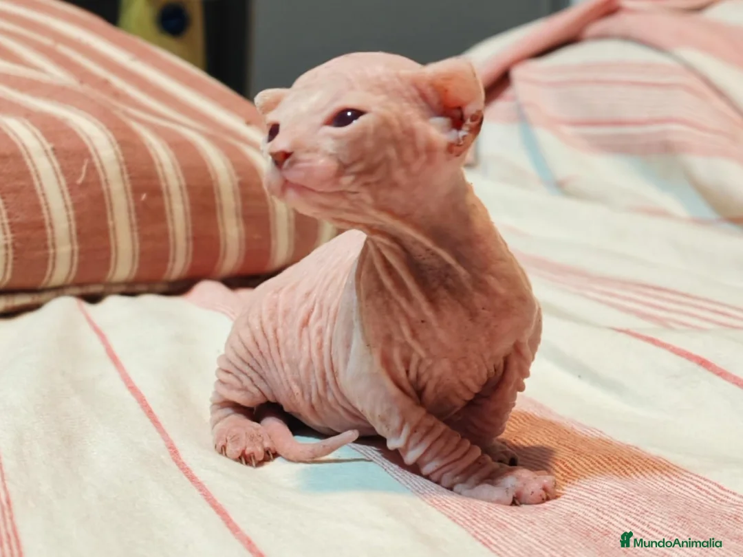 Sphynx gatos en venta: Magnificos Sphyx blancas - Anuncio 2