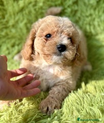 Maltipoo Cachorro 1