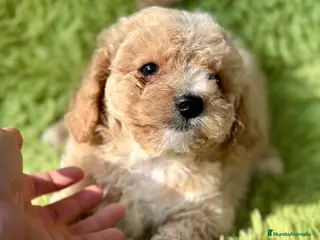 Maltipoo perros Maltipoo apricot - Anuncio 22