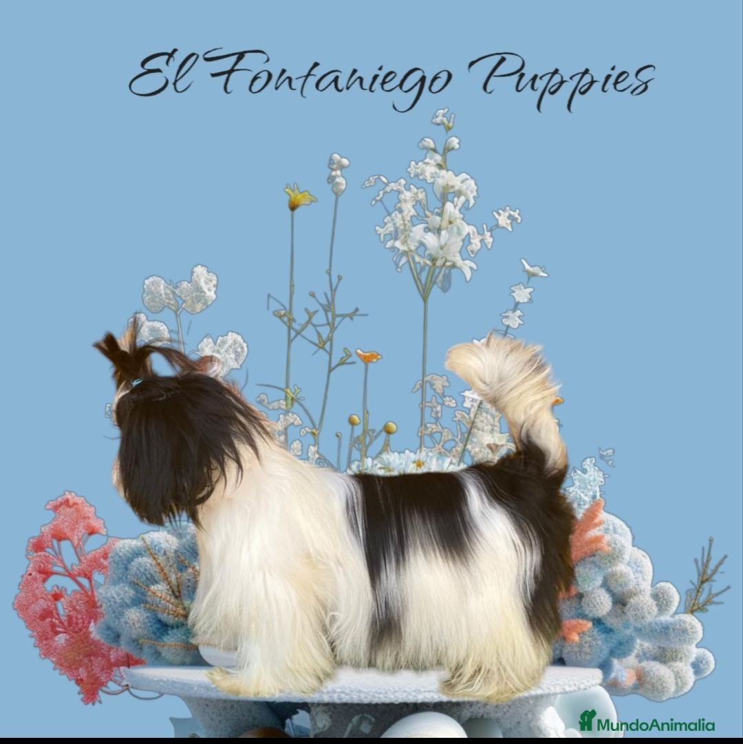Shih Tzu perros SHIH TZU IMPERIAL MINIATURA  - Anuncio 1