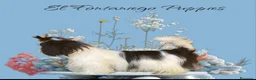 Shih Tzu perros en venta: SHIH TZU IMPERIAL MINIATURA  - Anuncio 1