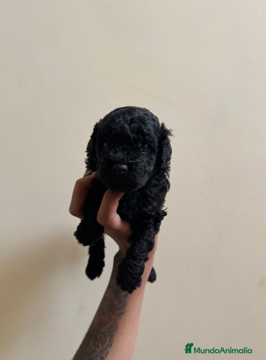 Caniche Toy perros Caniche toy negros  - Anuncio 5