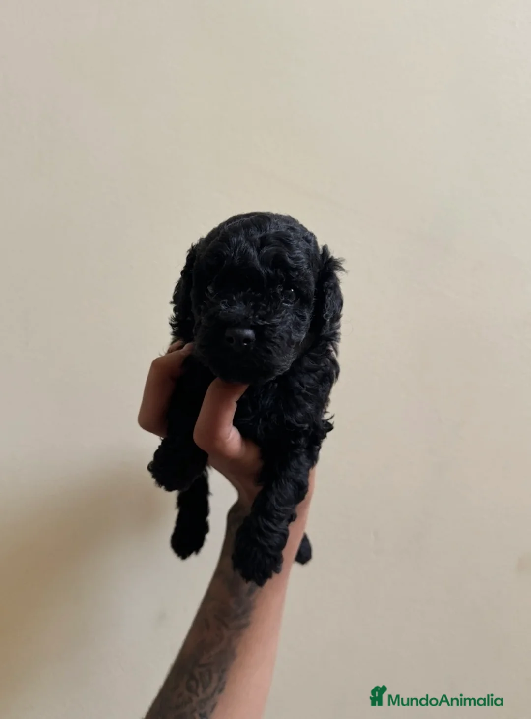 Caniche Toy perros en venta: Caniche toy negros  - Anuncio 1