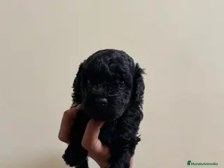 Caniche Toy perros Caniche toy negros - Anuncio 5