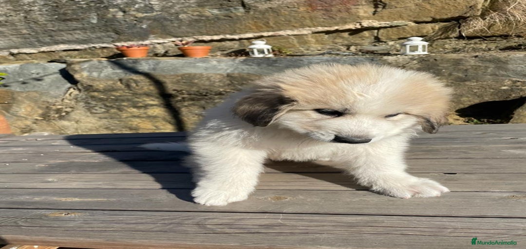 Imagen de galería {{count}}