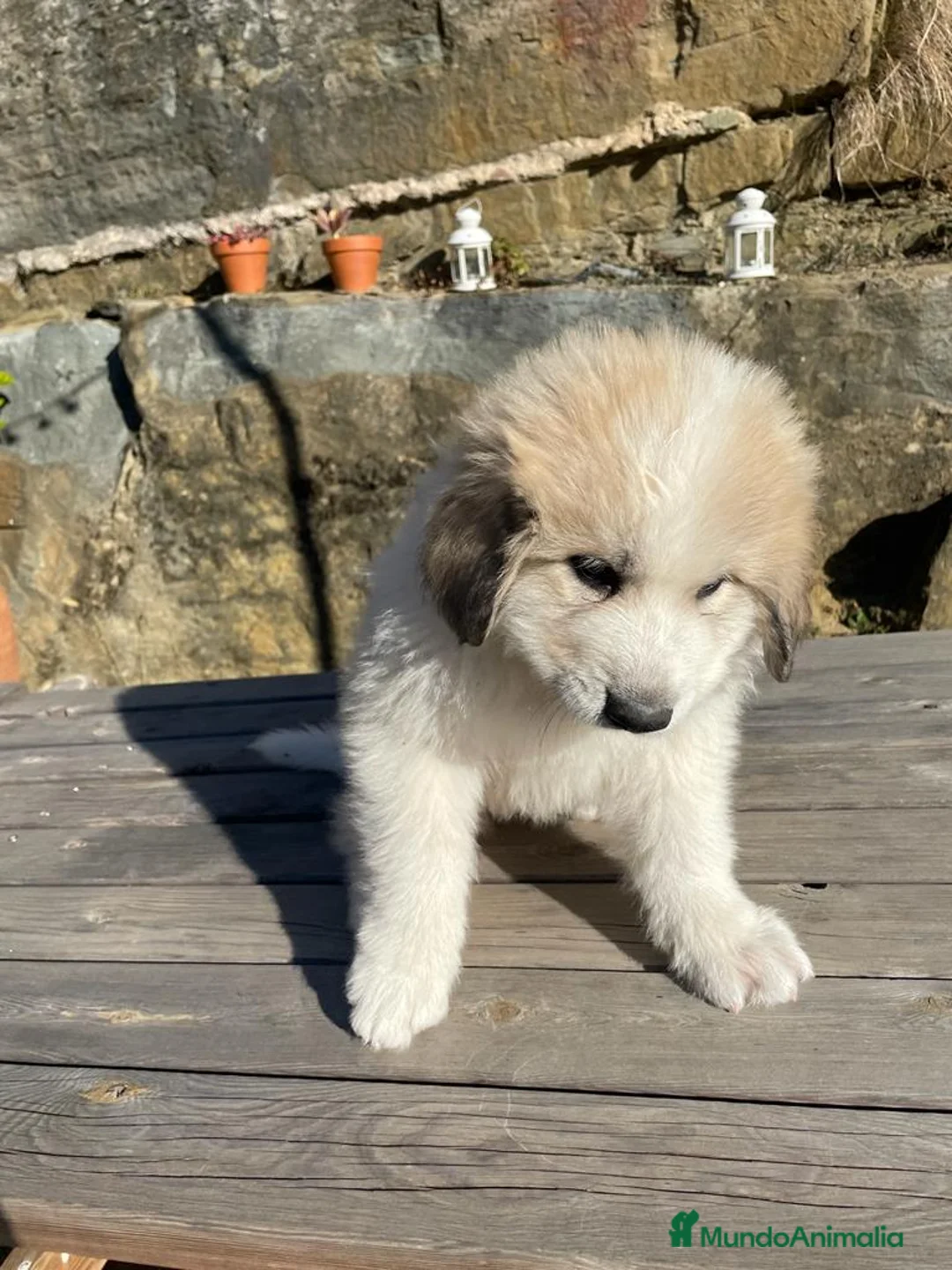 Imagen de galería {{count}}