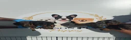 Teckel Miniatura perros en venta: PEQUEÑITAS LLENAS DE AMOR TECKEL ARLEQUIN - Anuncio 2