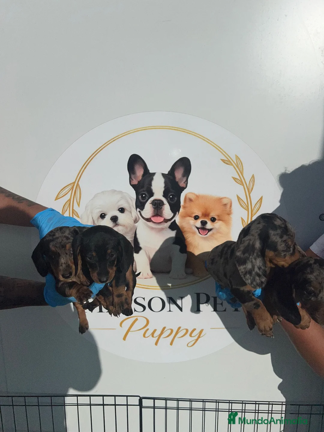 Teckel Miniatura perros en venta: PEQUEÑITAS LLENAS DE AMOR TECKEL ARLEQUIN - Anuncio 2