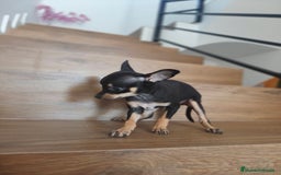Pinscher Miniatura perros en venta: Mini Pincher espectacular!! - Imagen 3