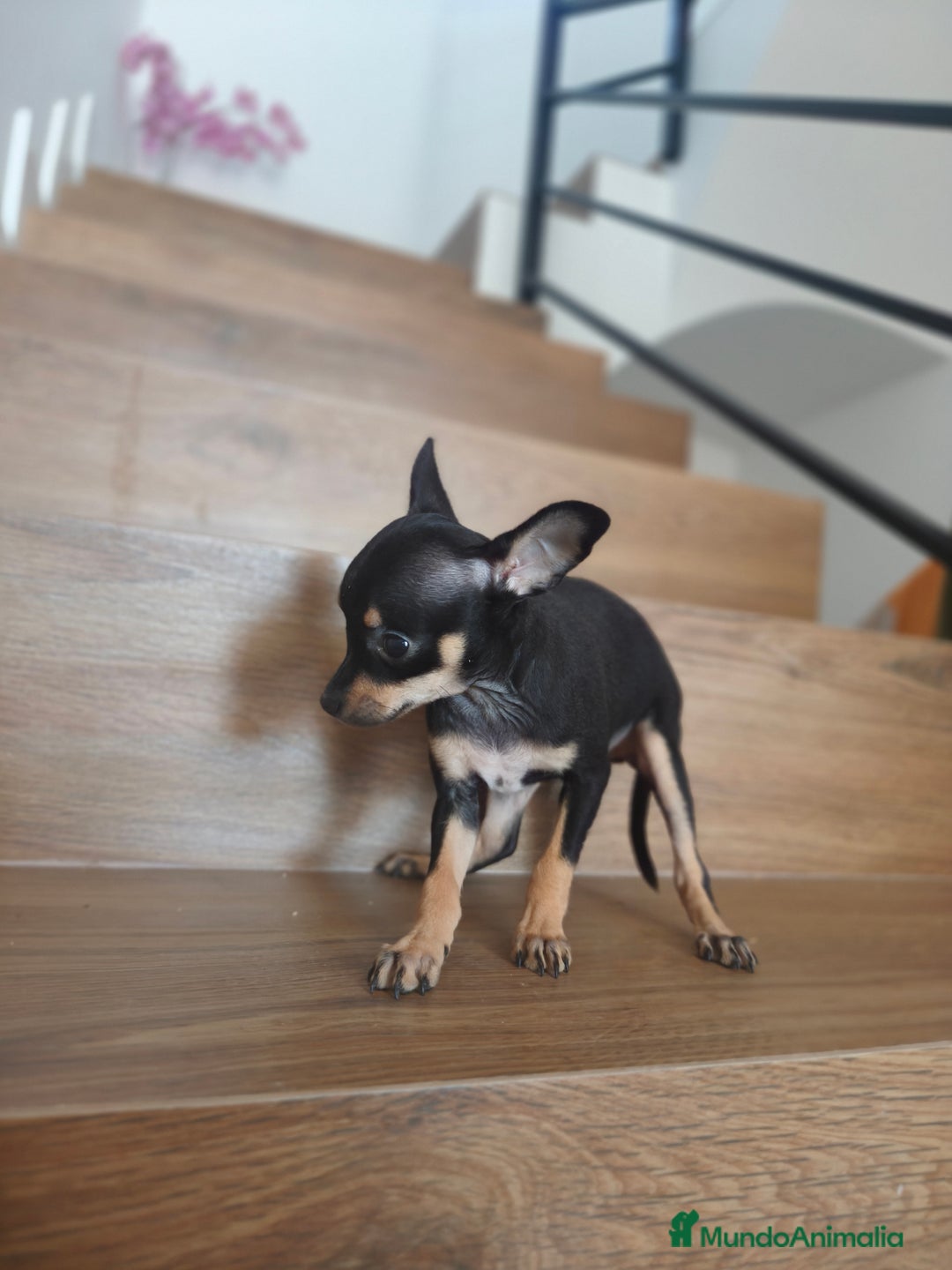 Pinscher Miniatura perros en venta: Mini Pincher espectacular!! - Imagen 3