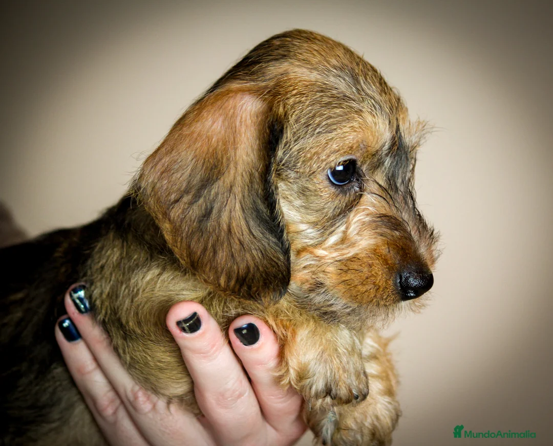 Imagen de galería {{count}}