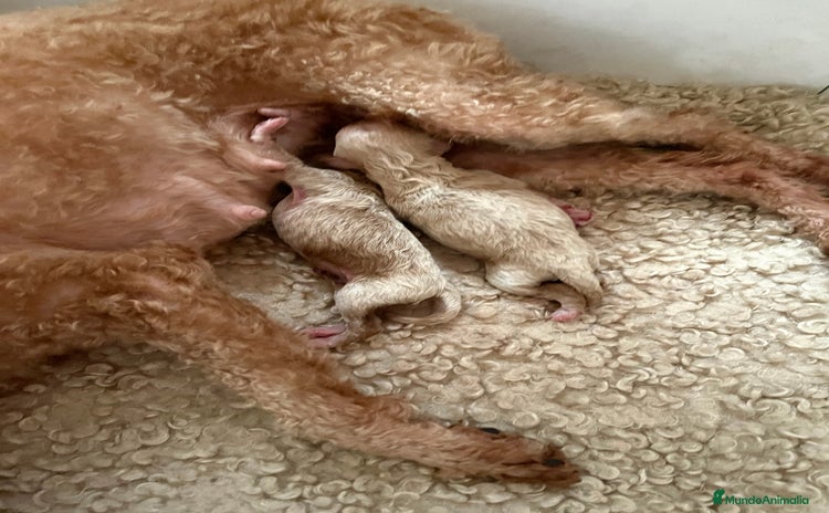 Caniche Toy perros - Anuncio 6
