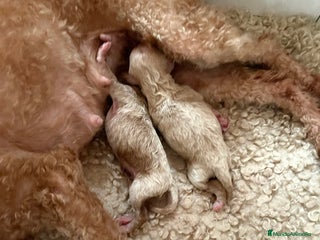 Caniche Toy perros - Anuncio 1
