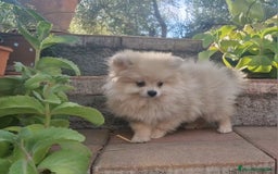 Pomerania perros en venta: Pomerania merle diluido 50% línea rusa - Imagen 6