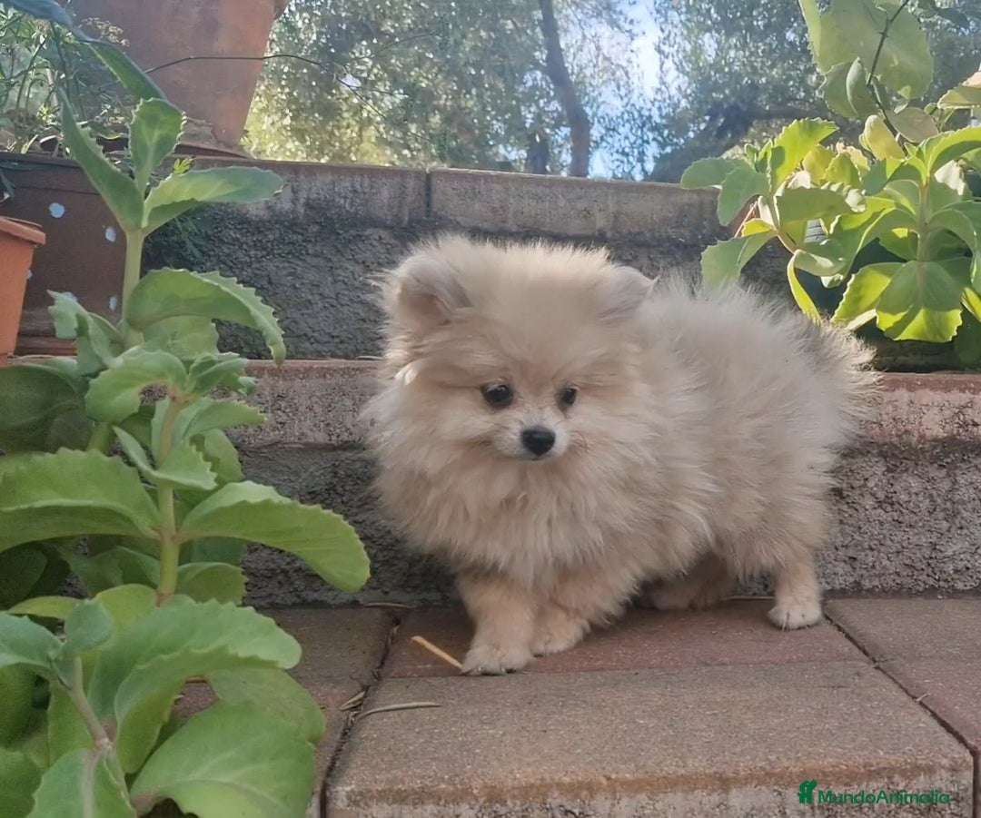 Pomerania perros en venta: Pomerania merle diluido 50% línea rusa - Imagen 6