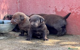 Labrador Retriever perros en venta: VENDO CAMADA DE LABRADORES CHOCOLATES en Madrid - Imagen 4