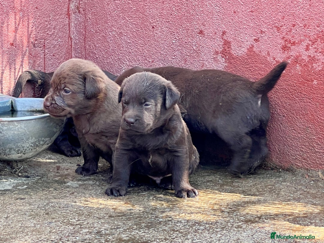Labrador Retriever perros en venta: VENDO CAMADA DE LABRADORES CHOCOLATES en Madrid - Imagen 4
