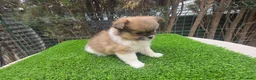 Pekinés perros en venta: Pekines  - Anuncio 2