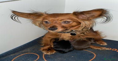 Yorkshire Terrier perros - Anuncio 6