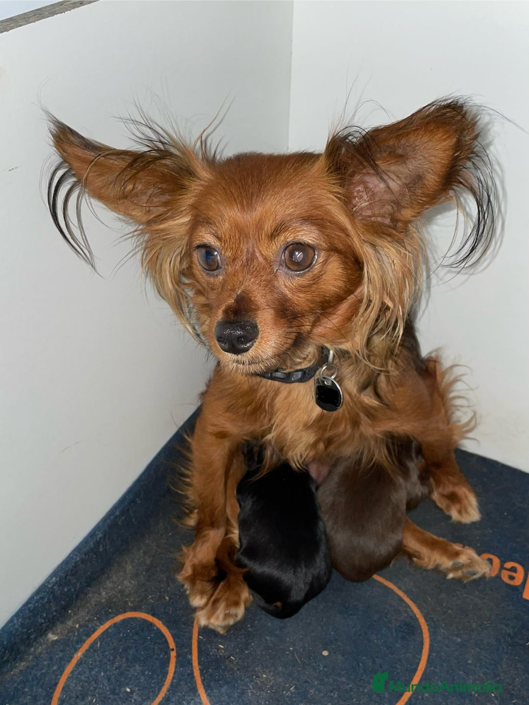 Yorkshire Terrier perros en venta: Cachorros raza tamaño Toy - Imagen 2