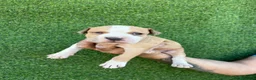 American Staffordshire-Terrier perros en venta: America Staffordshire terrier  - Anuncio 5