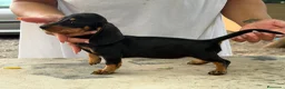 Teckel Miniatura perros en venta: Teckel mini  - Anuncio 6