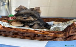 Yorkshire Terrier perros en venta: Yorkshire toy hembra disponible  - Imagen 3