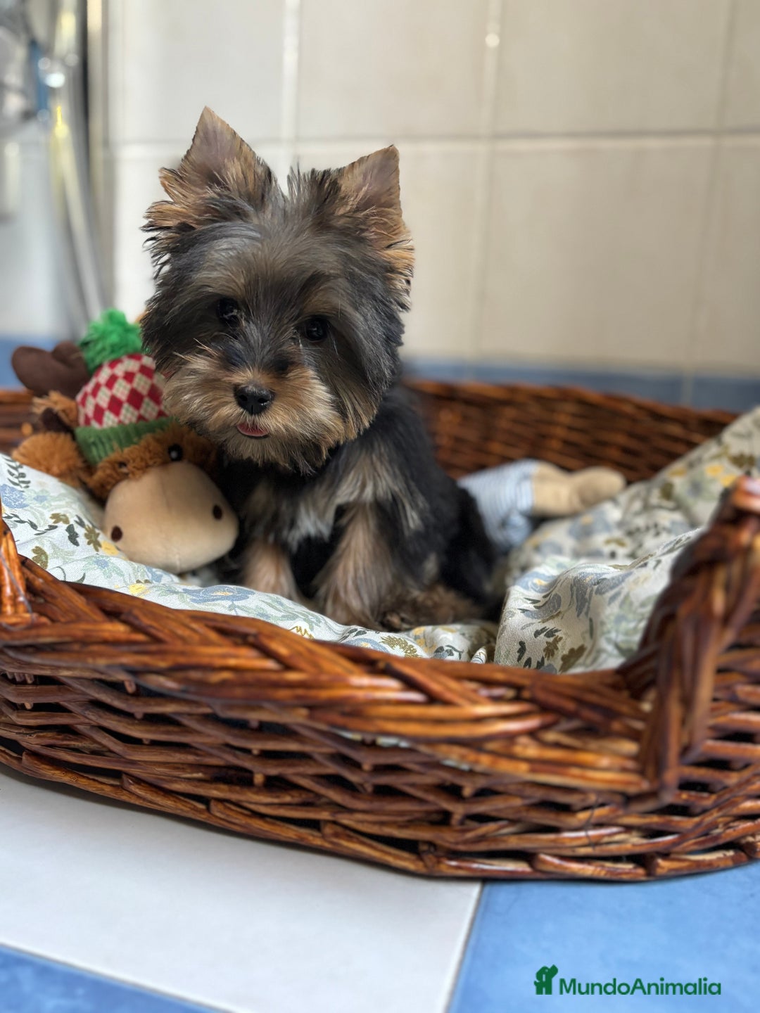Yorkshire Terrier perros en venta: Yorkshire toy hembra disponible  - Imagen 3