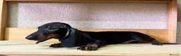 Teckel perros en venta: Teckel - Anuncio 2
